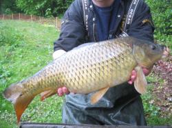 Lopshill Common Carp