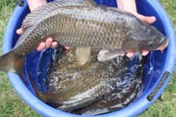 Lopshill Angling Syndicate Application