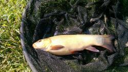 Quality healthy fish