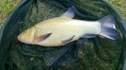 Lovely Tench, getting bigger & bigger