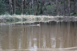 Mandarin duck pays a visit in May 2016
