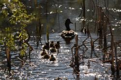 Ducklings hatched out 17th April 2016