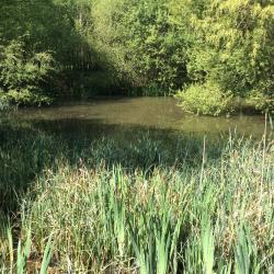 Fishing syndicate near Ringwood