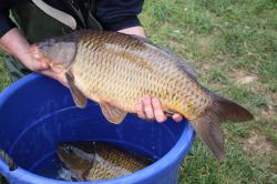 New Carp stock arriving