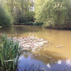 View by the water lillies